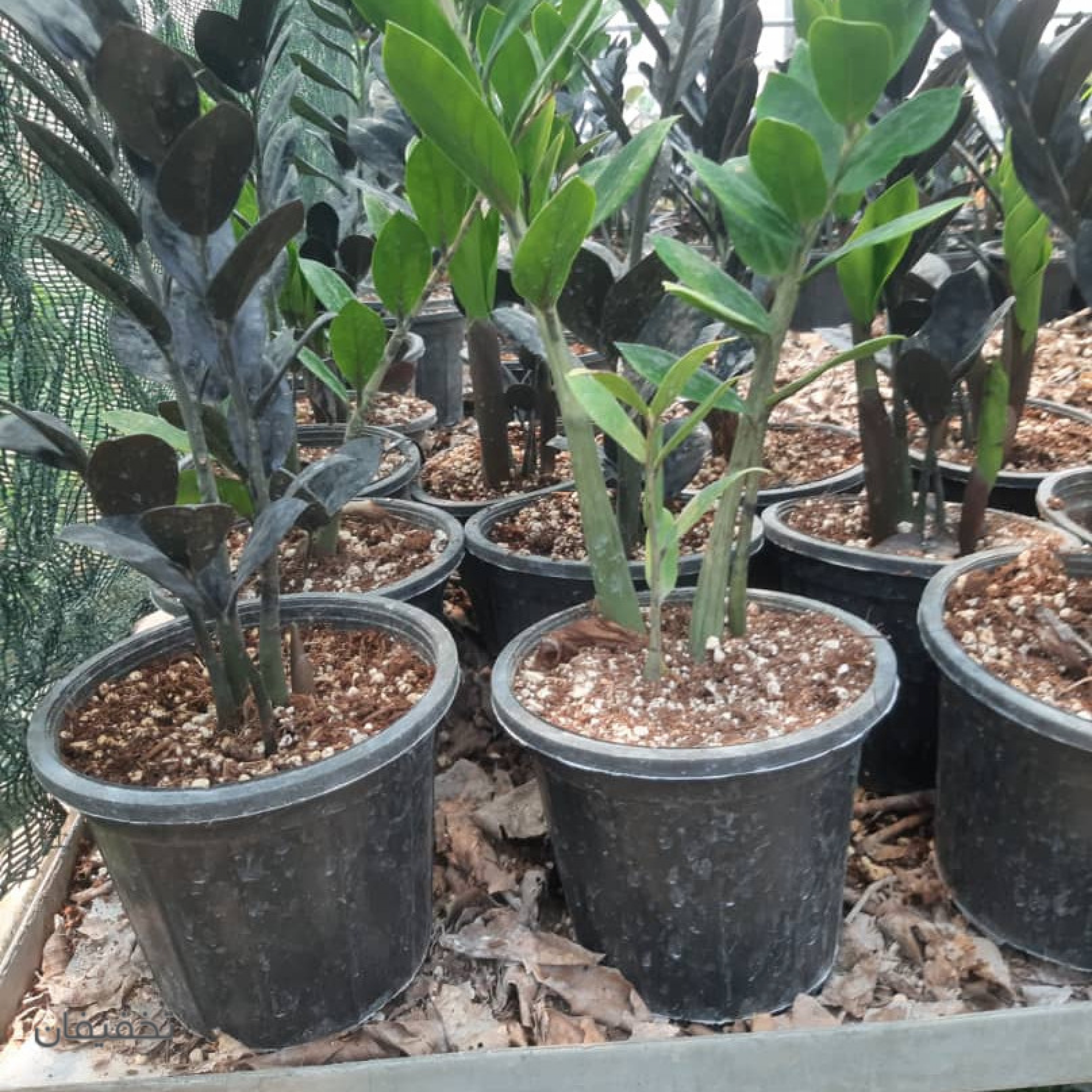 فروشگاه گل باغ بهشت