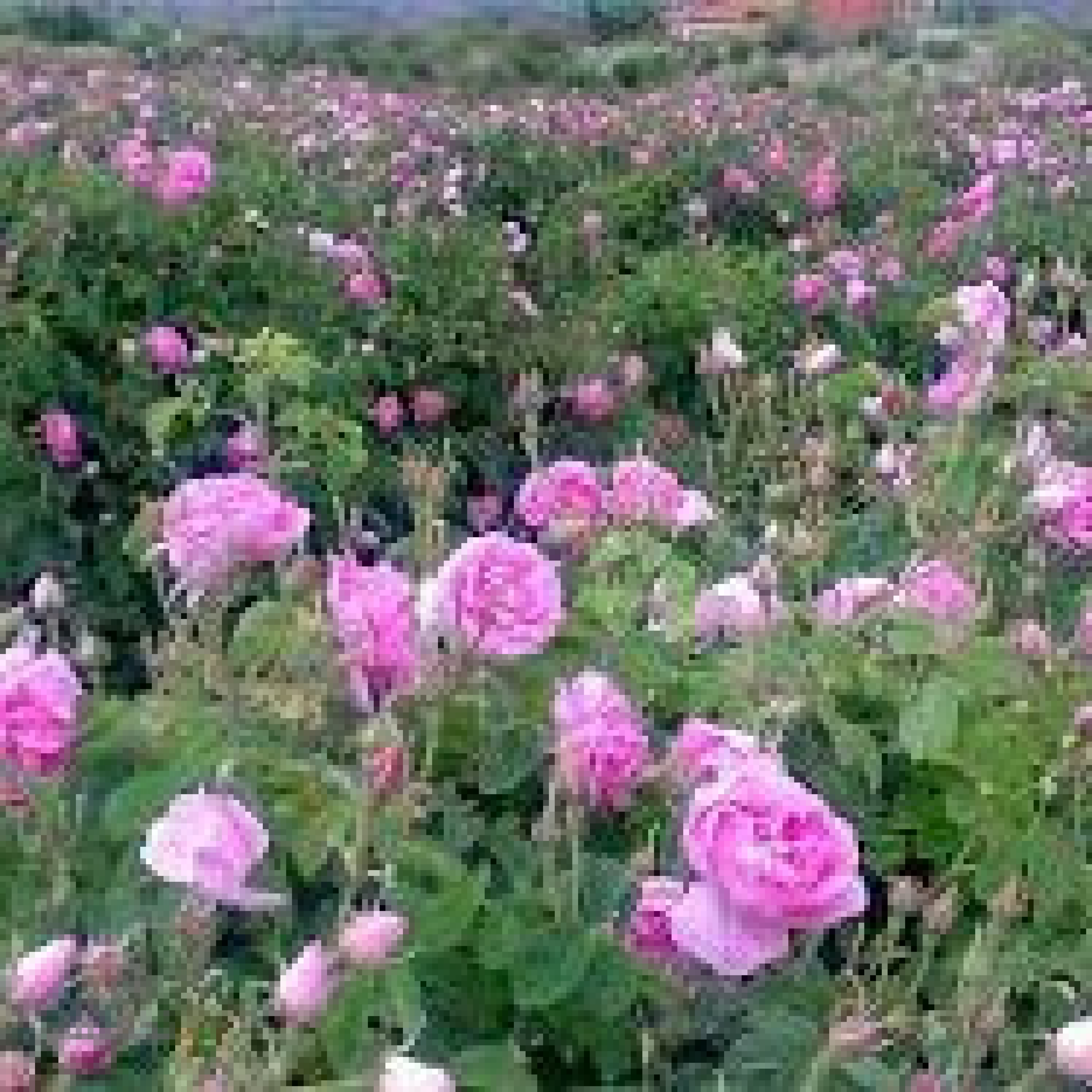 تور شمالگردی با پگاه گشت امین