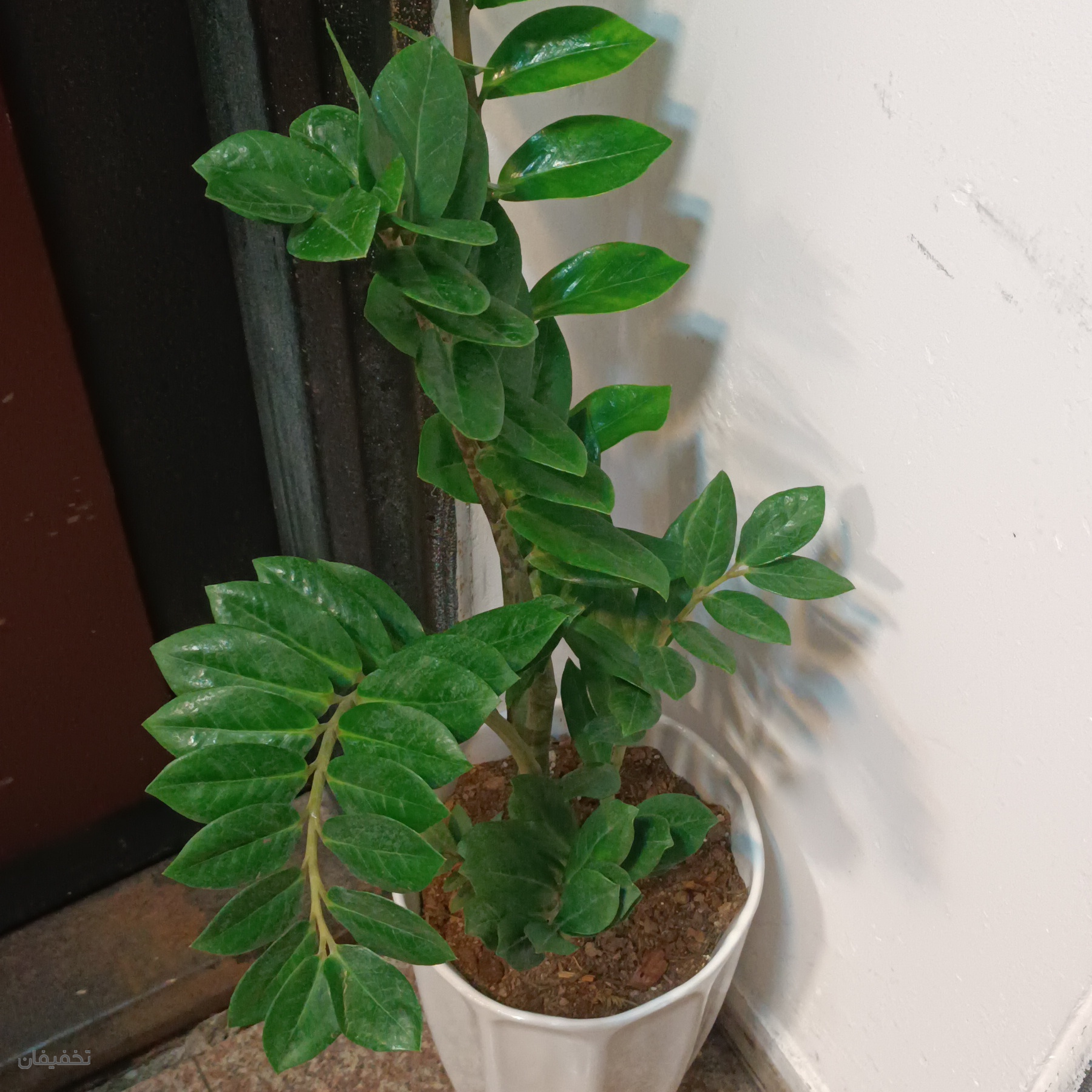 گلفروشی گل مرجان