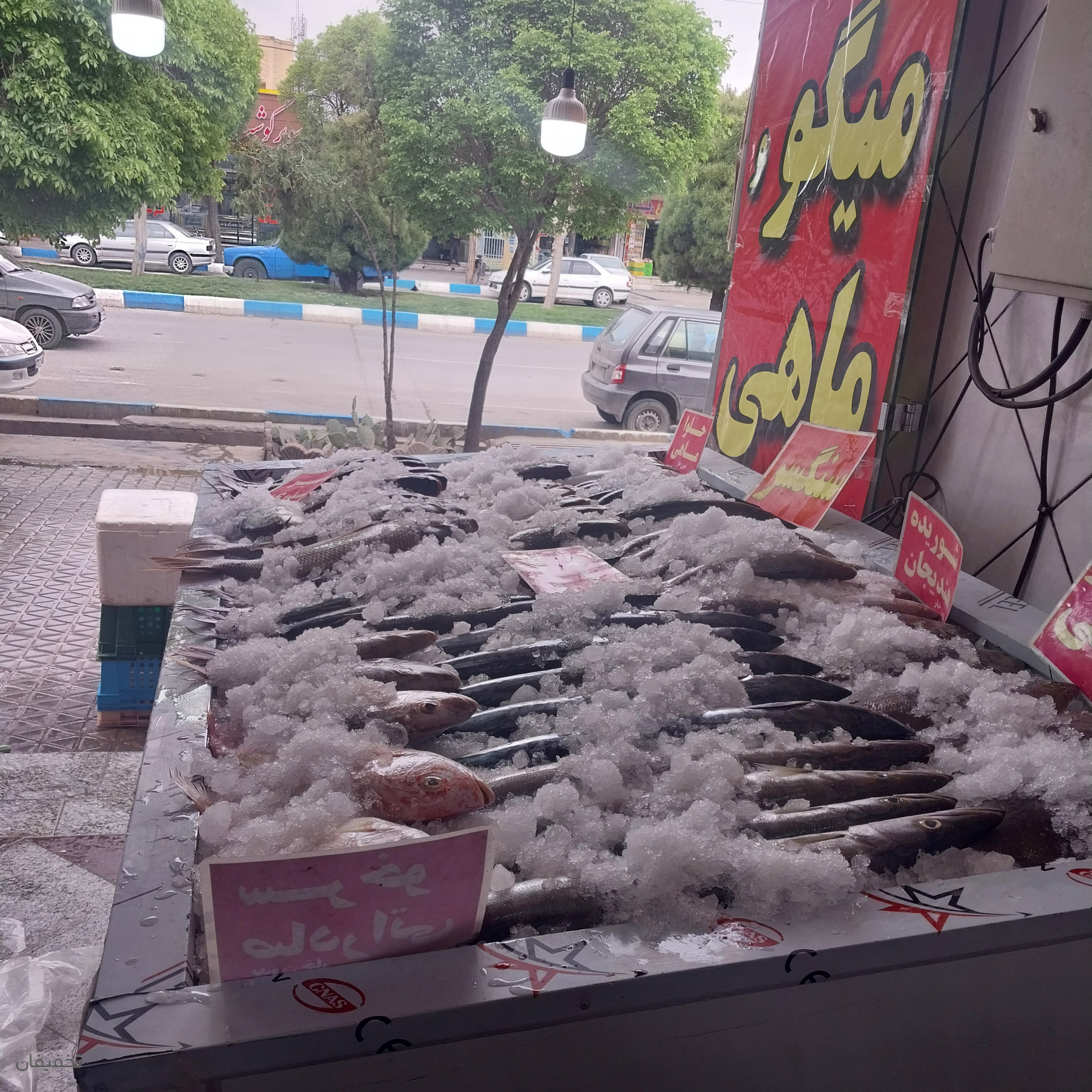 فروشگاه ماهی و میگو ساحل