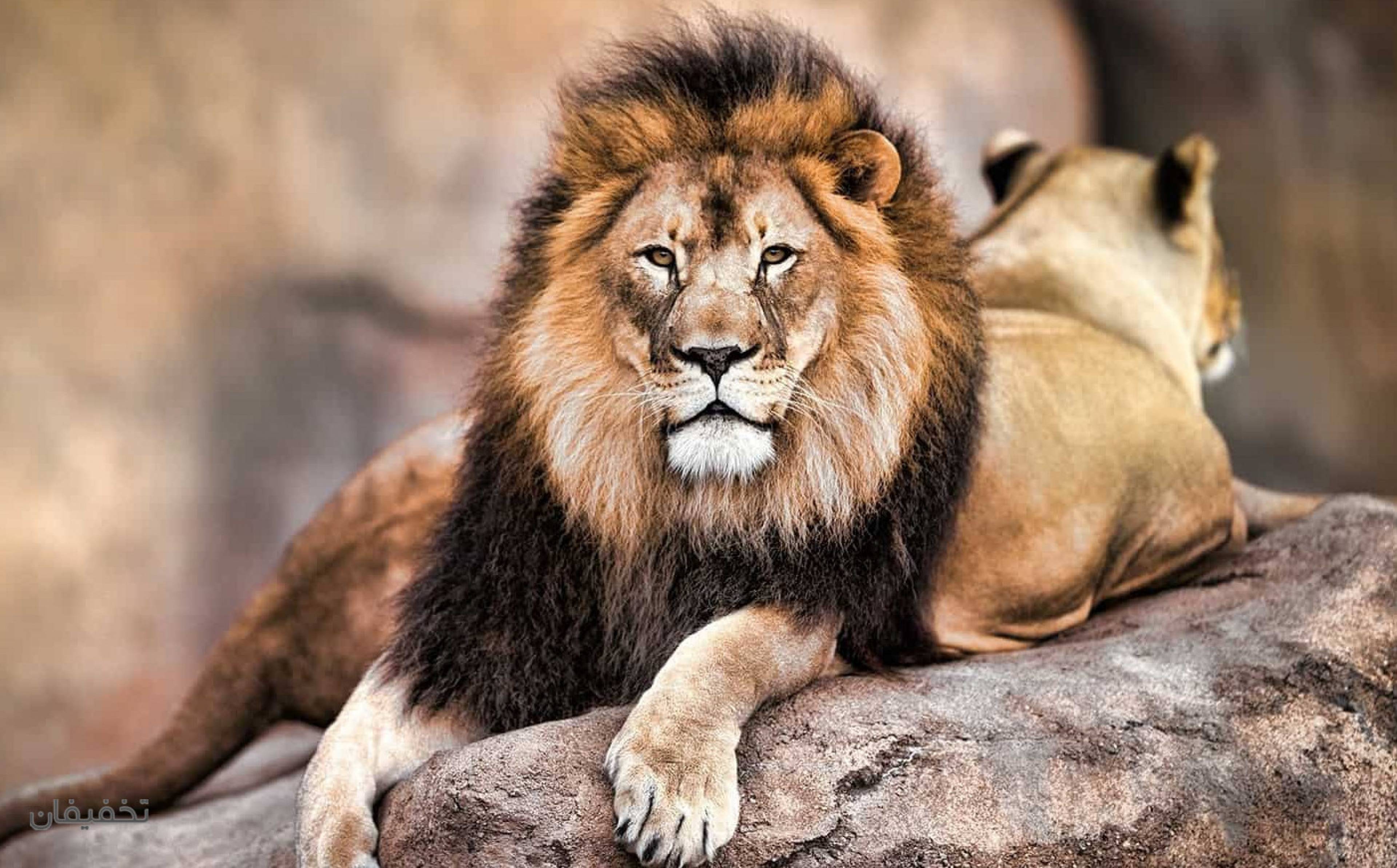 باغ وحش ارم