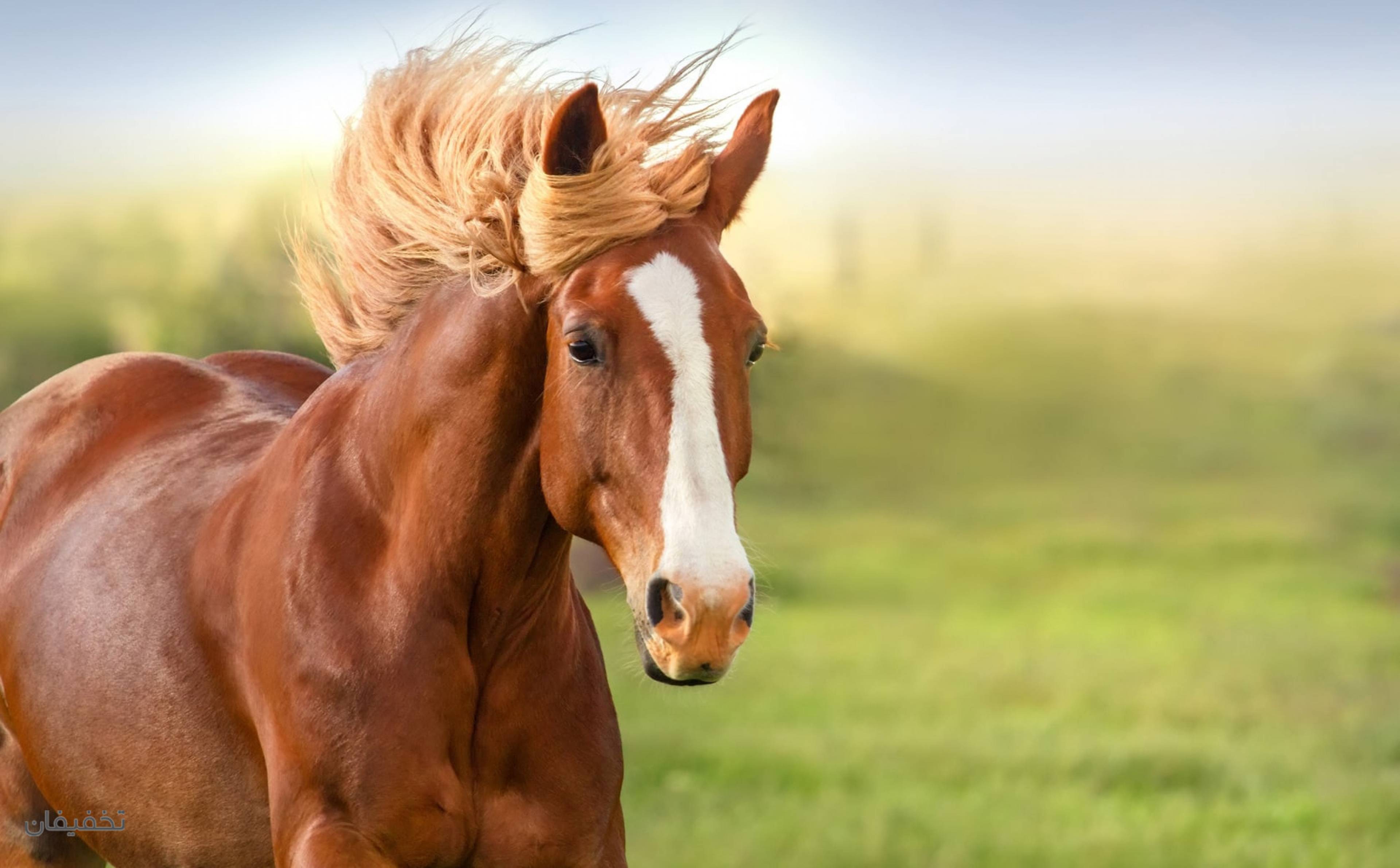 باشگاه سوارکاری زجاجی