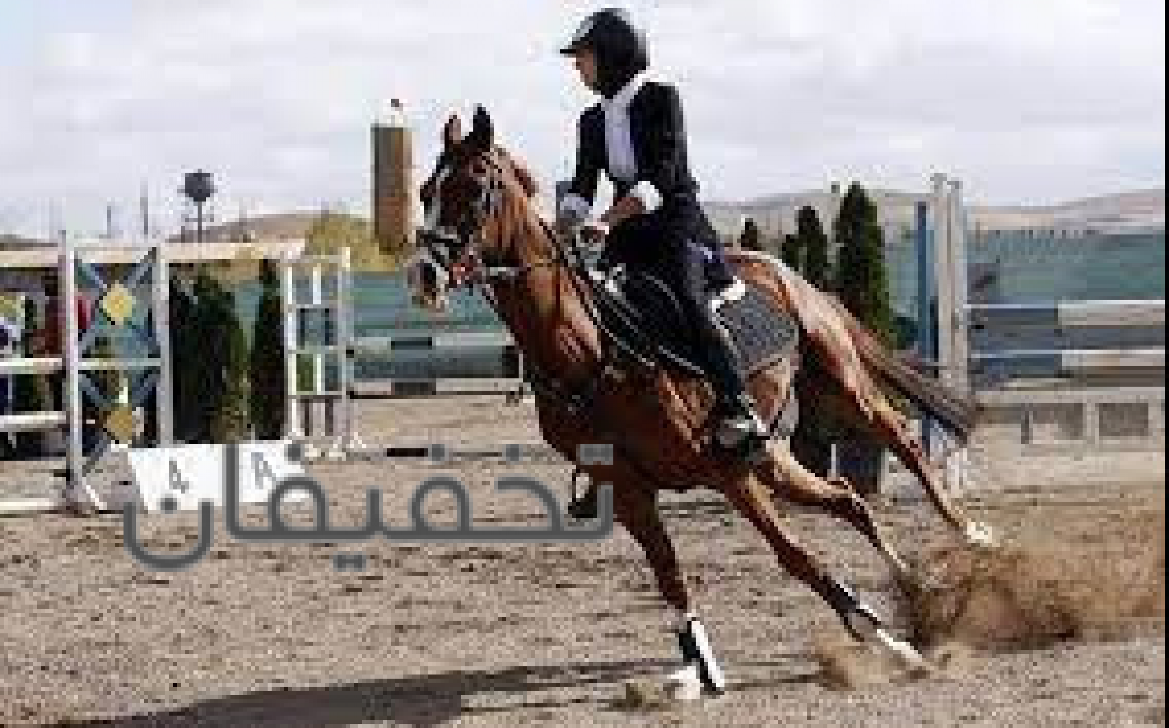 باشگاه سوارکاری شاهین شعبه زینبیه